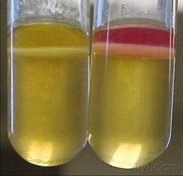 探秘微生物世界 一張圖片背后的微生物菌劑力量