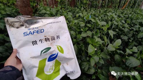 微生物菌劑: 你不知道的秘密就在這里